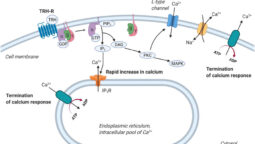 TRH Peptide: A Potential Metabolic Research Agent 