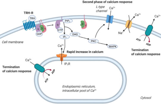 TRH Peptide: A Potential Metabolic Research Agent 