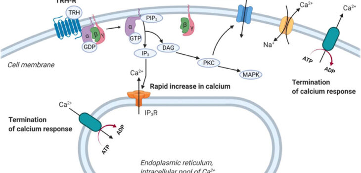 TRH Peptide: A Potential Metabolic Research Agent 