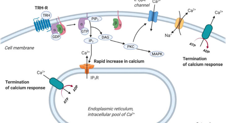 TRH Peptide: A Potential Metabolic Research Agent 