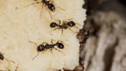 How To Safely Control Pavement Ants