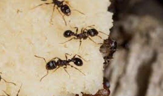How To Safely Control Pavement Ants