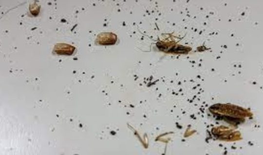 Symptoms of a Cockroach Infestation