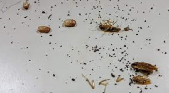 Symptoms of a Cockroach Infestation