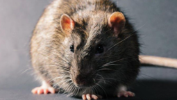 Common pest control mistakes & how to avoid them