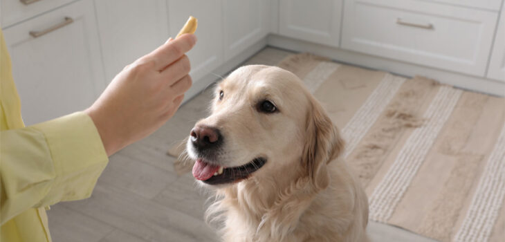 5 Foods You Should Never Feed Your Dog (and 5 They Can Enjoy!)