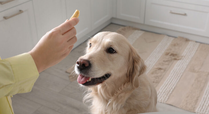 5 Foods You Should Never Feed Your Dog (and 5 They Can Enjoy!)