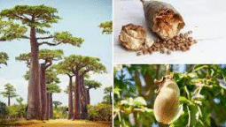 What is An Ayurvedic Approach to Dalia and Its Side Effects?