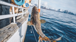 Beyond the Beach: How to Plan a Fishing Day on the Gold Coast