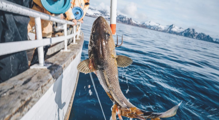 Beyond the Beach: How to Plan a Fishing Day on the Gold Coast